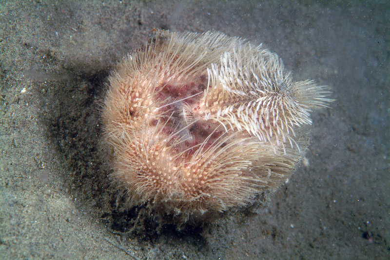 Echinocardium sp.